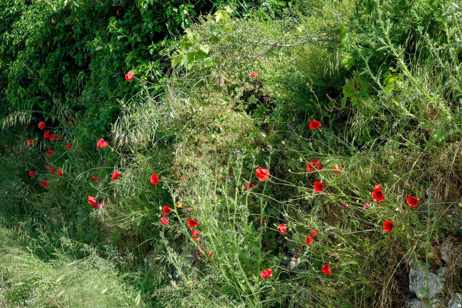 Mohnblumen wachsen an der Seite einer Straße in der Toskana foto