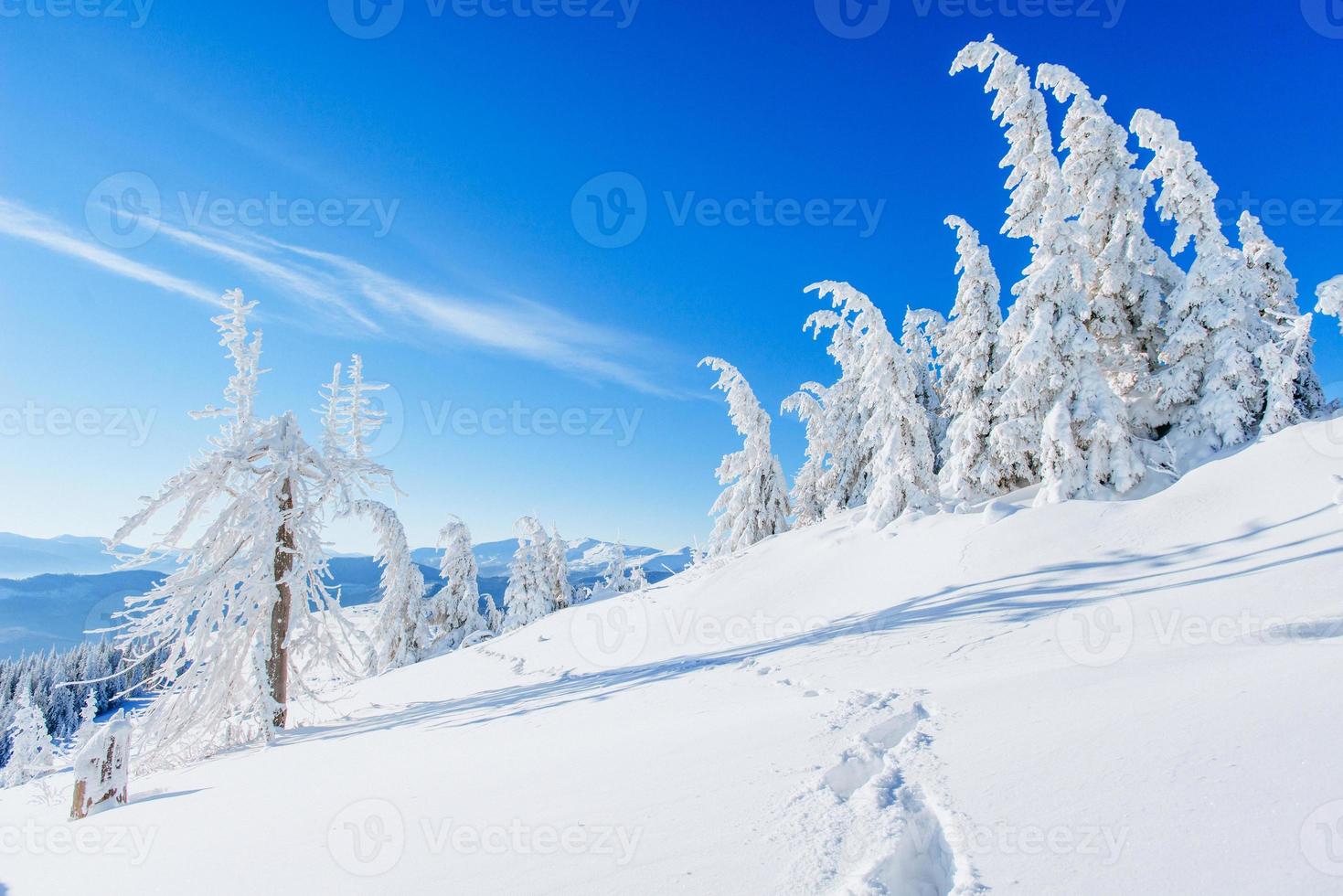 magischer Winter schneebedeckter Baum foto