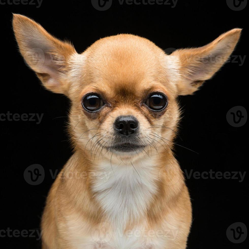 Chihuahua Hund foto
