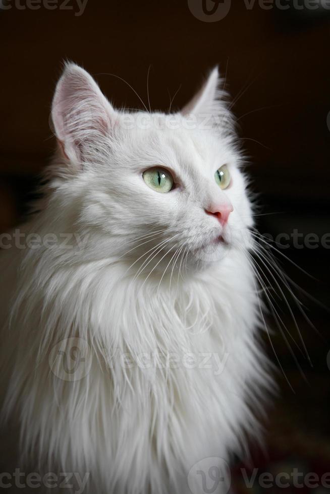 weiße Katze foto