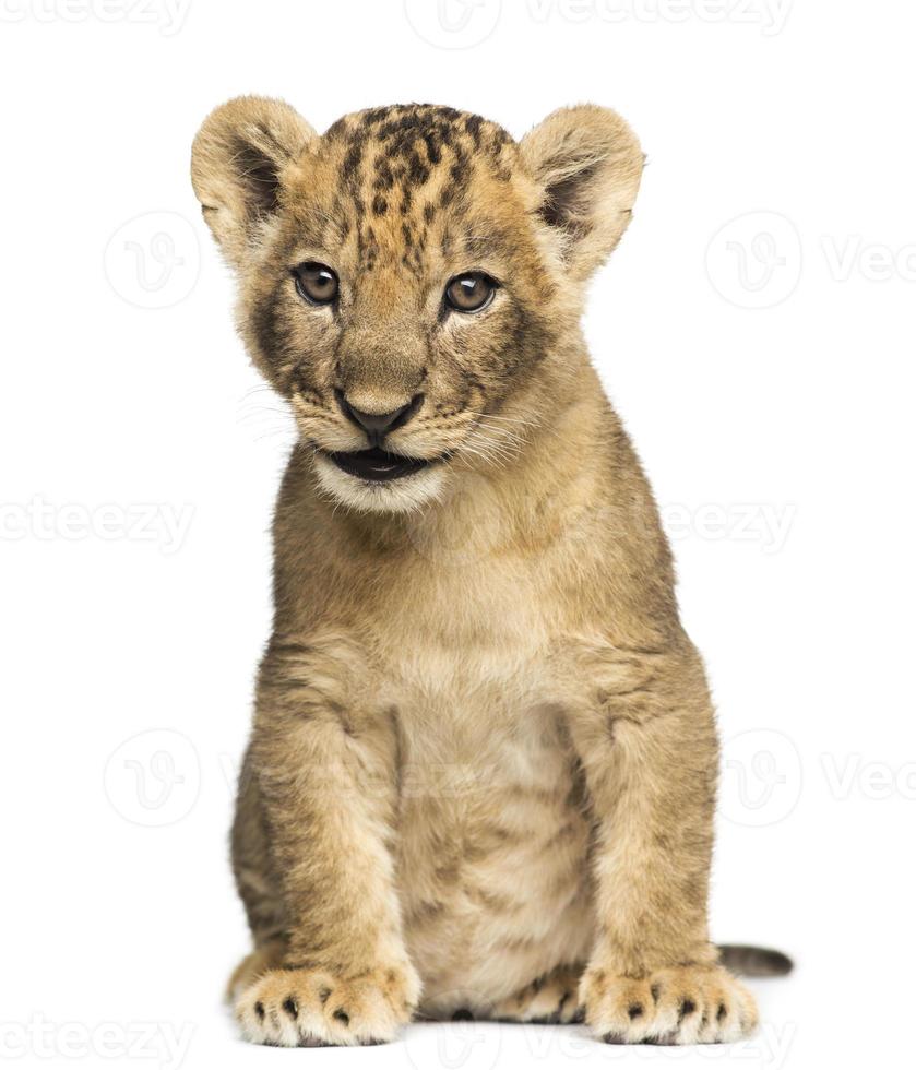 Löwenjungesitzend, 7 Wochen alt, isoliert auf Weiß foto