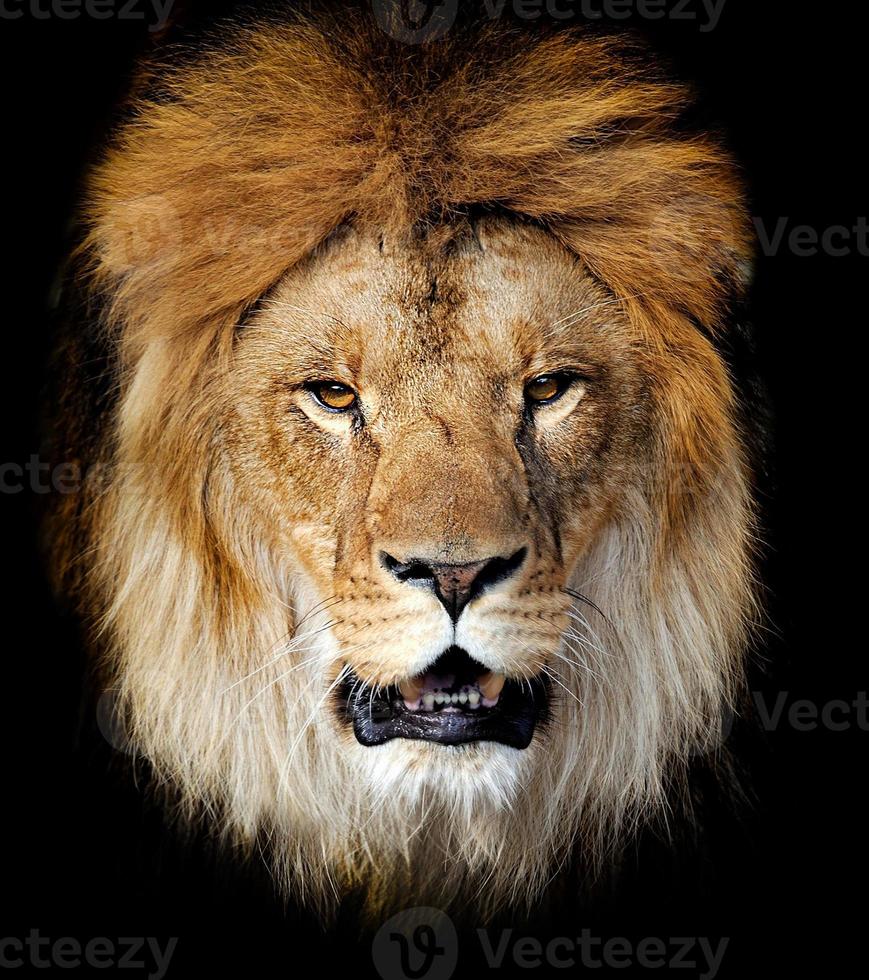 Löwenporträt foto