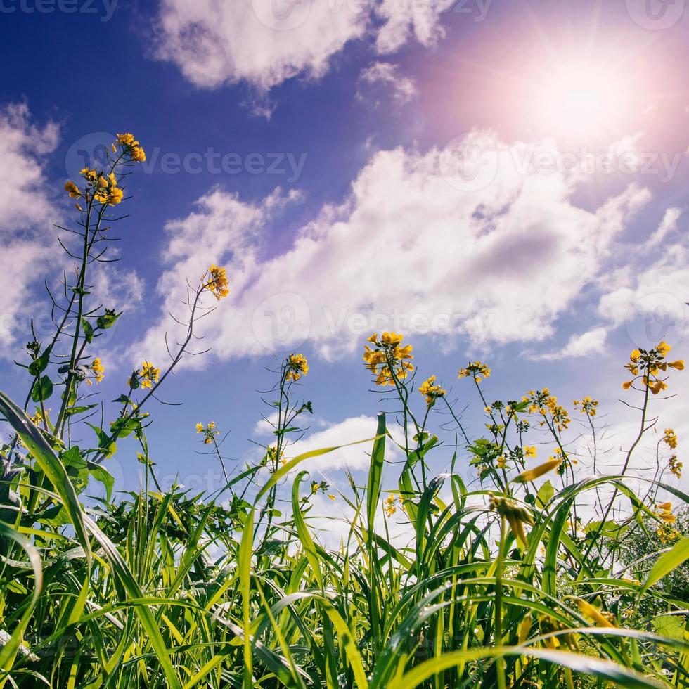 gelbe Blumen und blauer Himmel mit flauschigen weißen Wolken foto