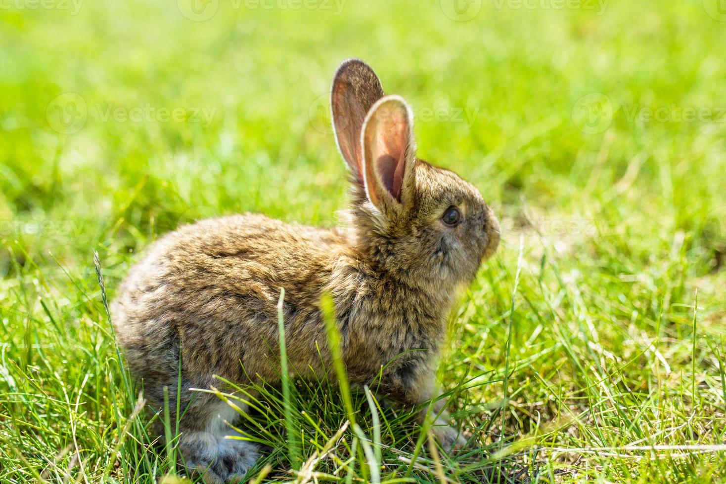 Kaninchen auf dem Rasen foto