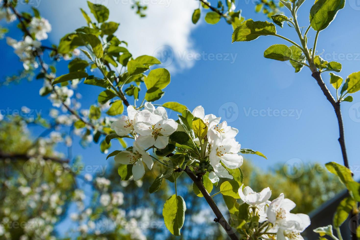 Blumen eines Baumes ein Apfel foto