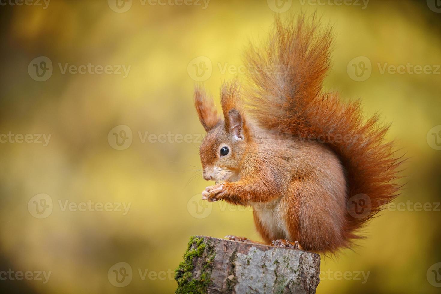 rotes Eichhörnchen in Herbstfarben foto