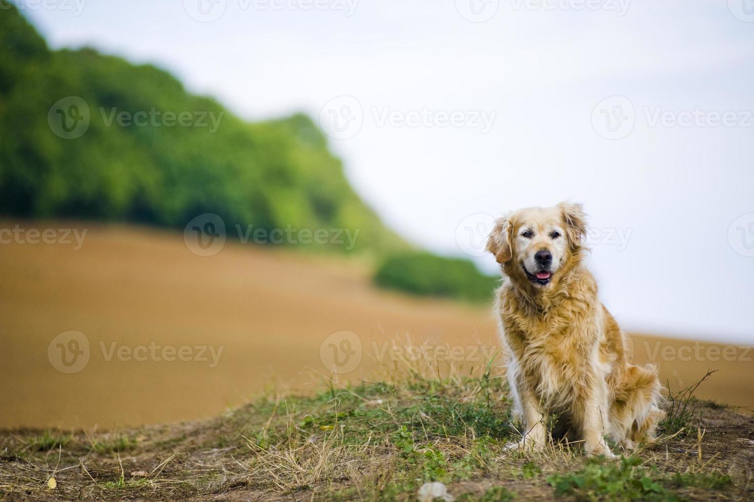 gehorsame alte weibliche Golden Retriever saß draußen auf einem Feld foto