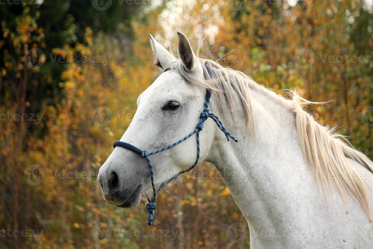 weißes Pferd auf dem Weideporträt foto