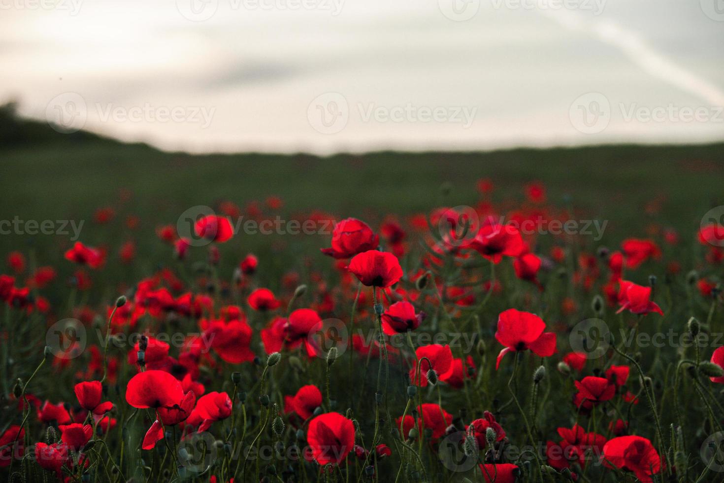 Schönes Feld mit roten Mohnblumen im Abendlicht. Nahaufnahme von roten Mohnblumen in einem Feld. rote Blumen Hintergrund. schöne Natur. Landschaft. romantische rote Blumen. foto