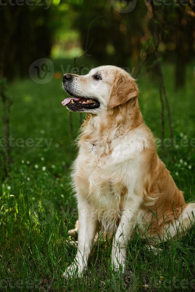 Labrador-Retriever-Hund. golden retriever-hund auf gras. entzückender Hund in Mohnblumen. foto