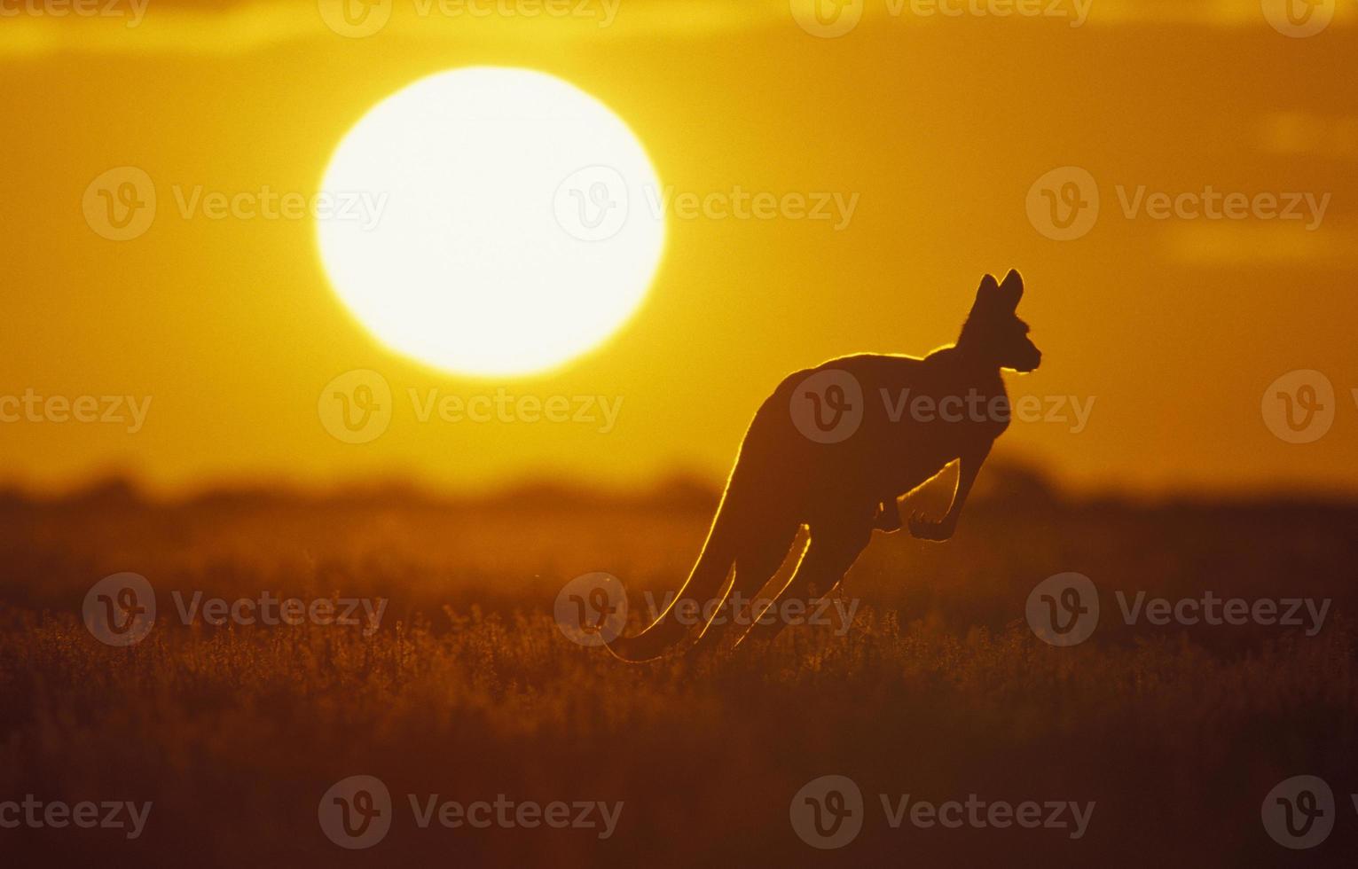Silhouette eines Kängurus im Feld bei Sonnenuntergang foto