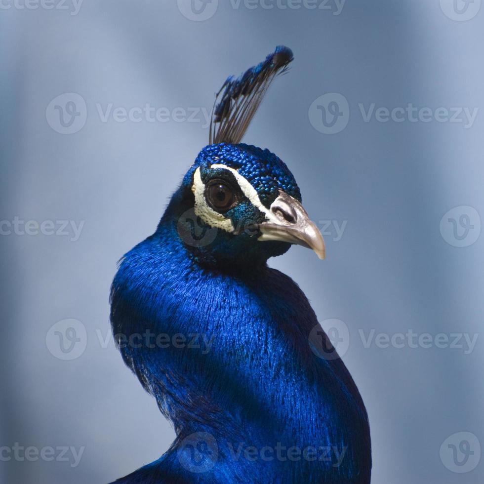 indischer blauer Pfau (pavo cristatus) foto