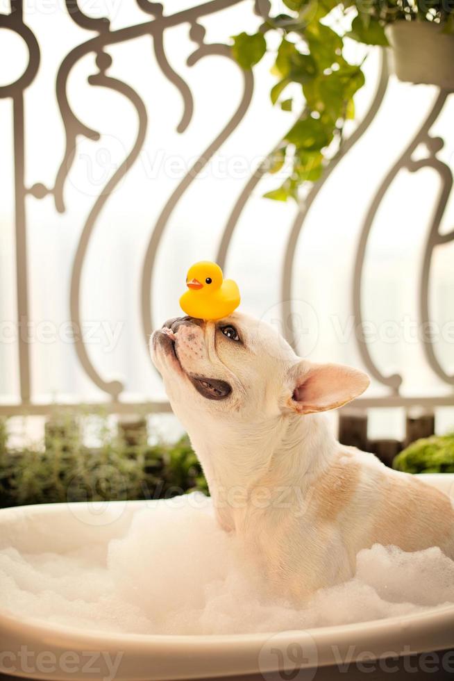 Französische Bulldogge in einem Bad mit Gummiente foto