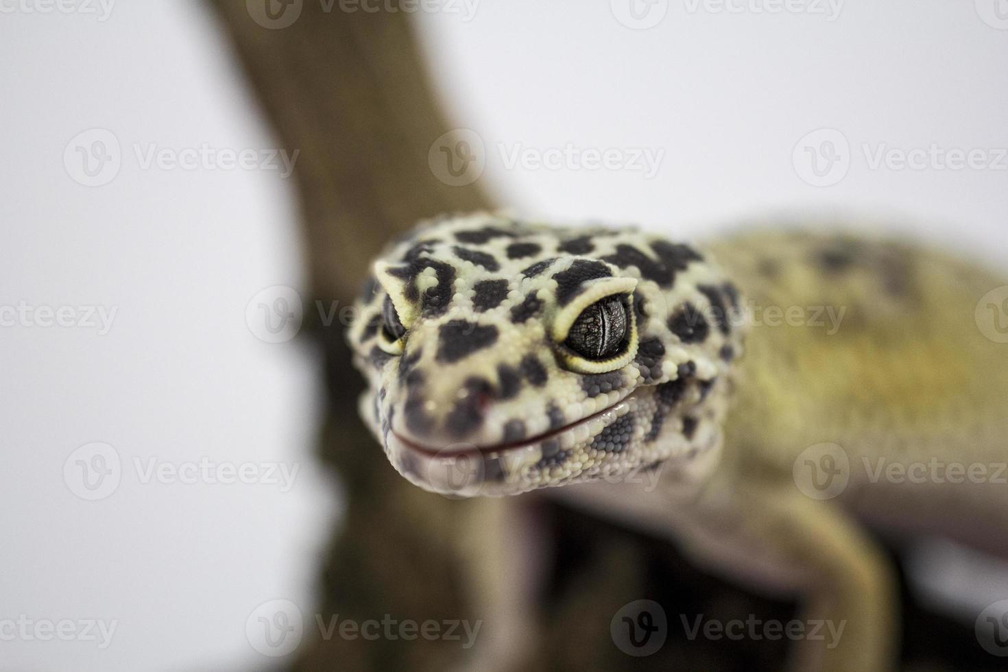 Leopardgecko foto