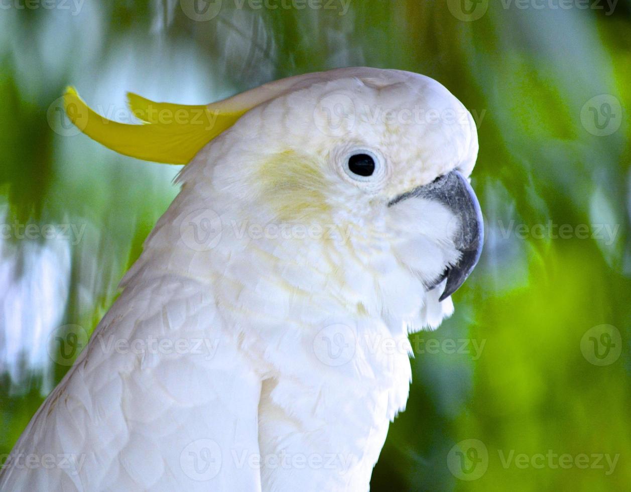 Kakadu mit unscharfem Hintergrund foto