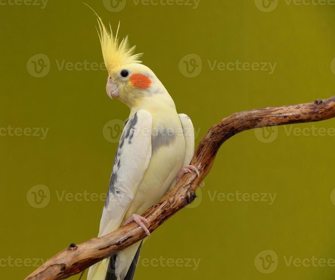Nymphensittich Papagei foto