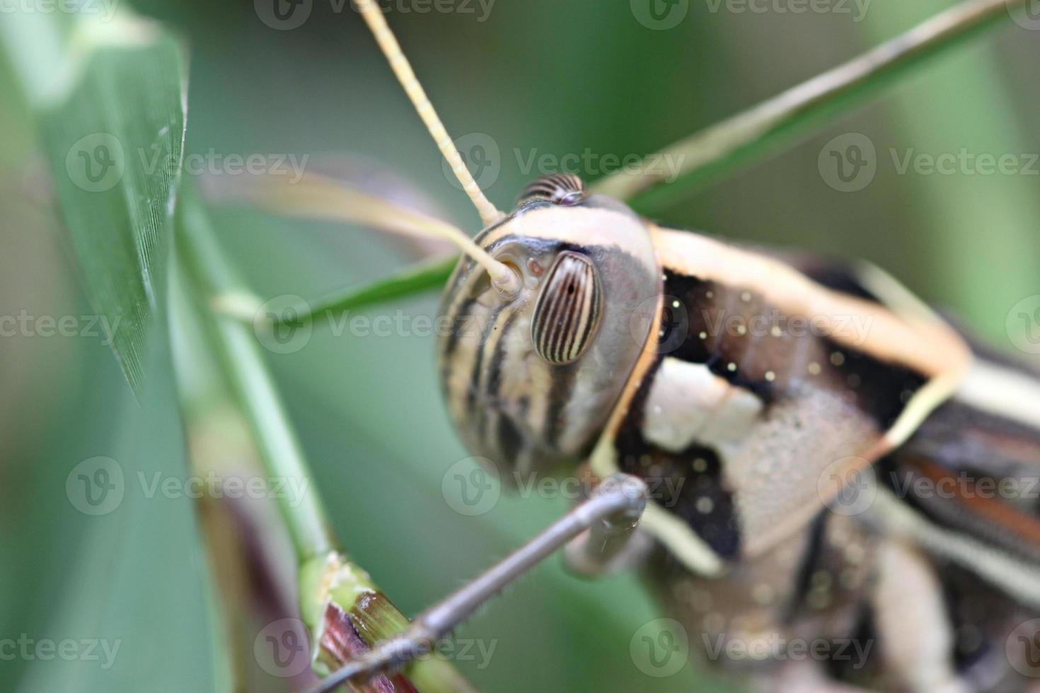 Makro der braunen Heuschrecke thront auf Blatt. foto