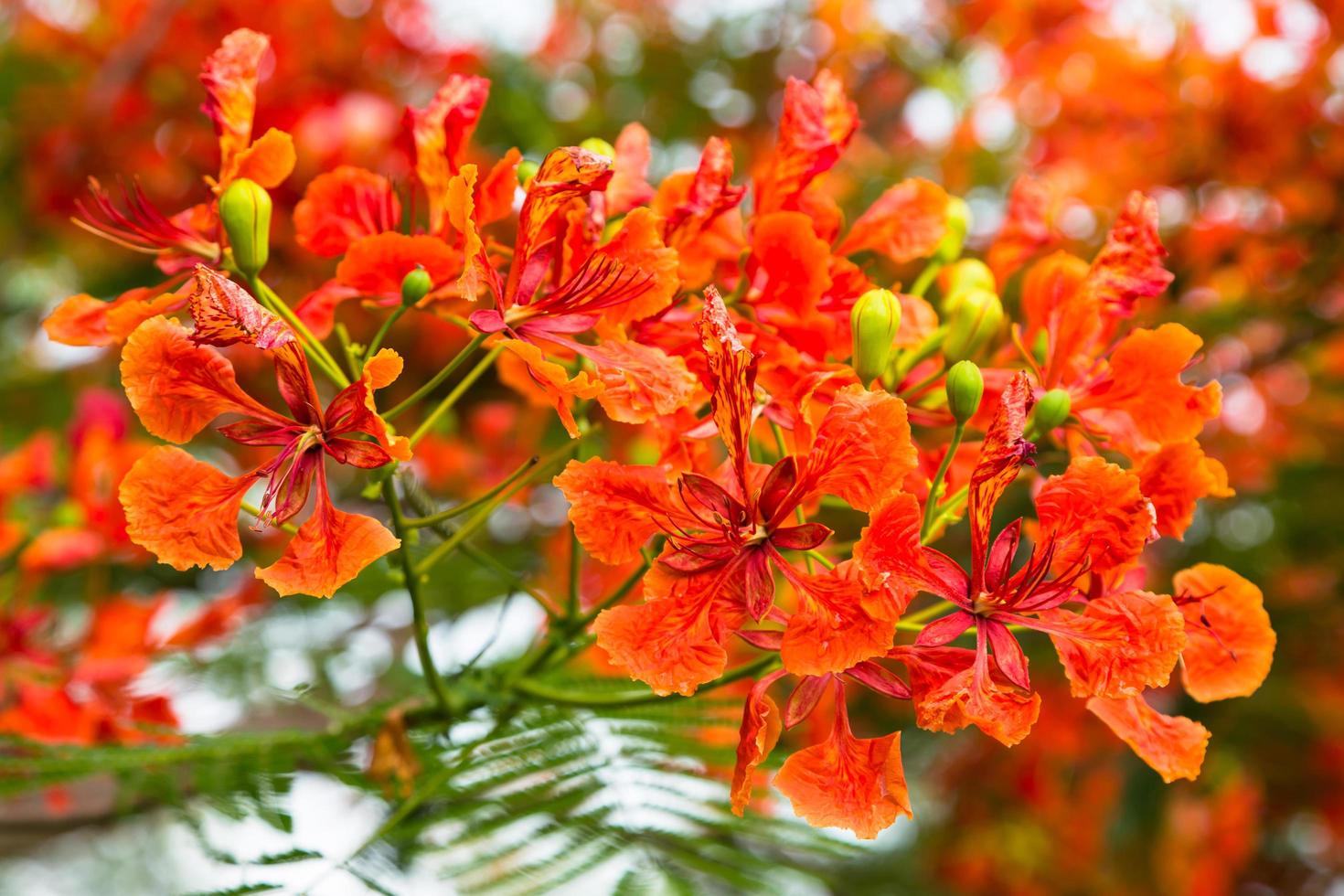 Royal Poinciana oder Flamboyant oder Delonix Regia foto