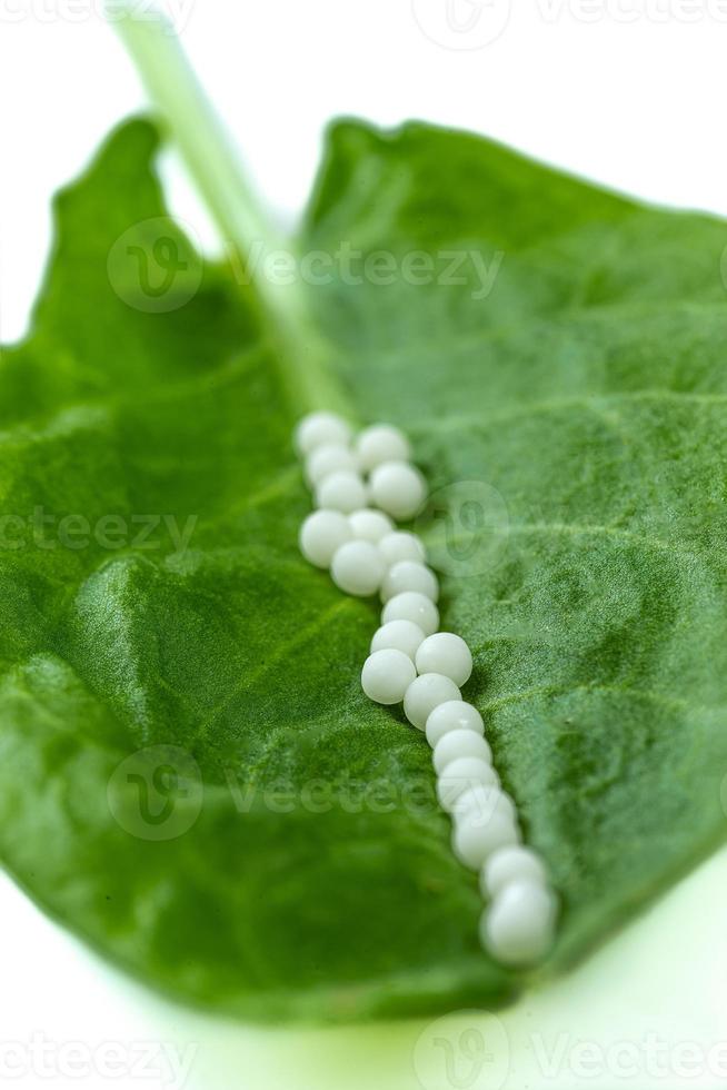Homöopathie - ein Homöopathiekonzept mit homöopathischer Medizin auf grünen Blättern foto