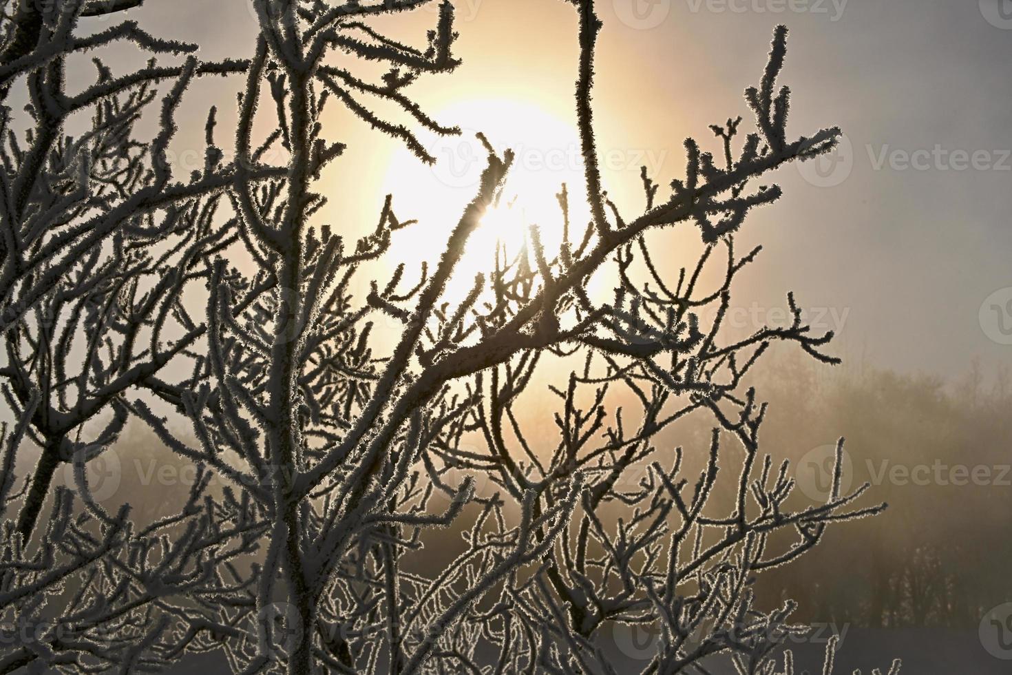 Gegenlichtsonne durch gefrorene Äste foto