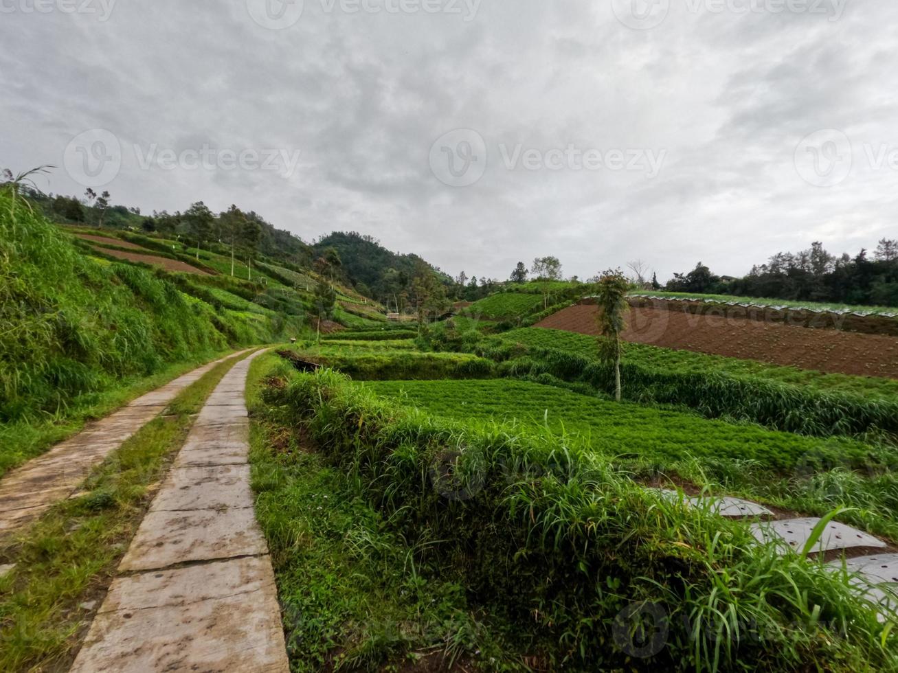 Blick auf eine schmale Straße auf dem Land mit grüner Umgebung mit frischer Luft foto