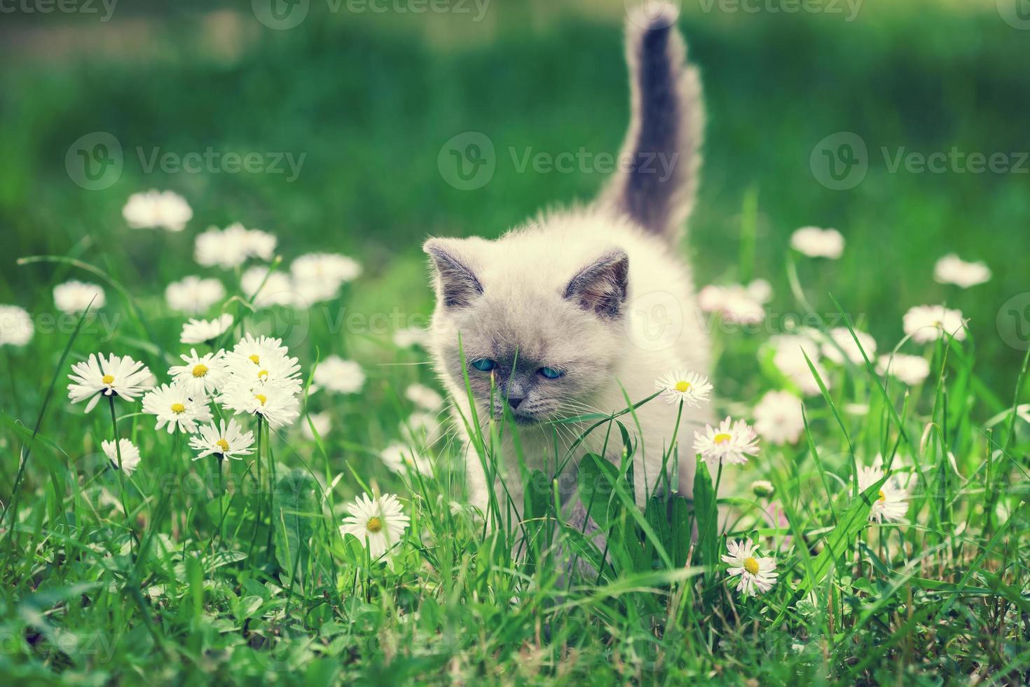 Kätzchen im Blumenrasen foto
