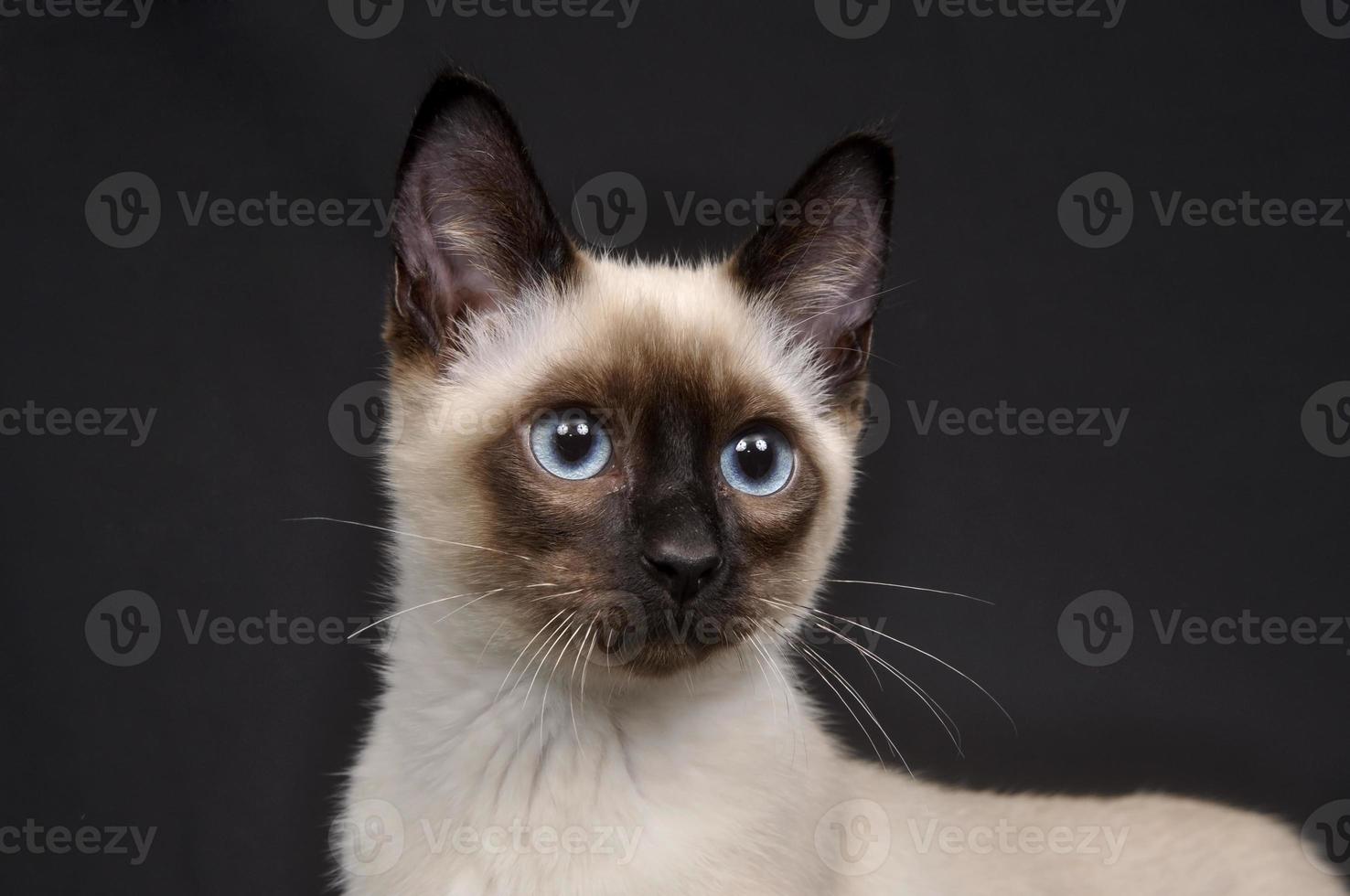 siamesisches Kätzchen auf einem dunklen Hintergrund foto
