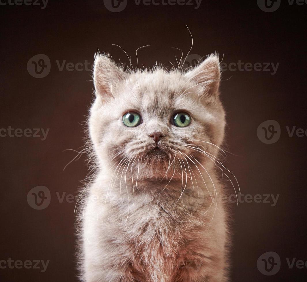 Porträt des britischen Kätzchens foto