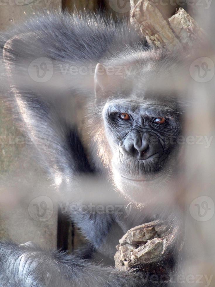 Affe in einem Käfig foto