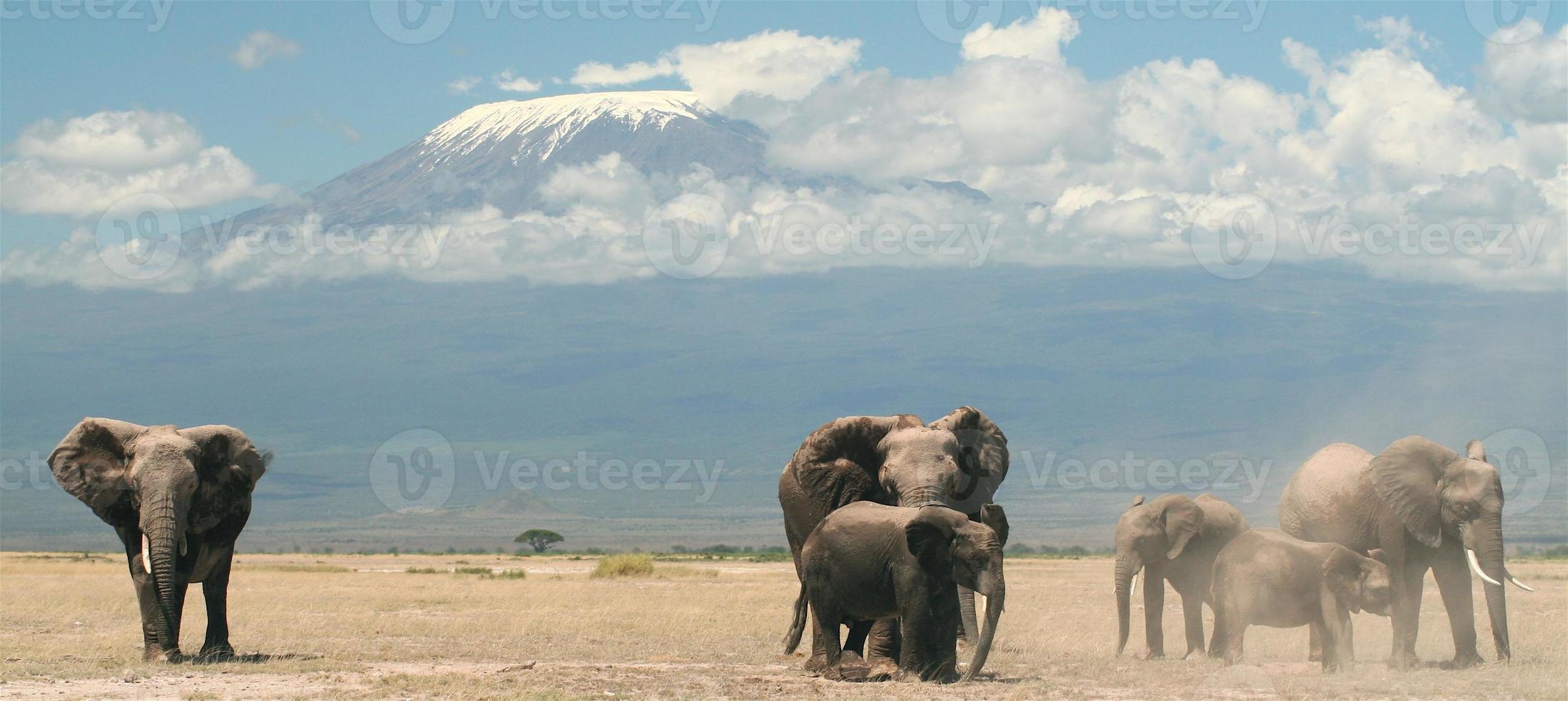 Elefanten und der Berg foto