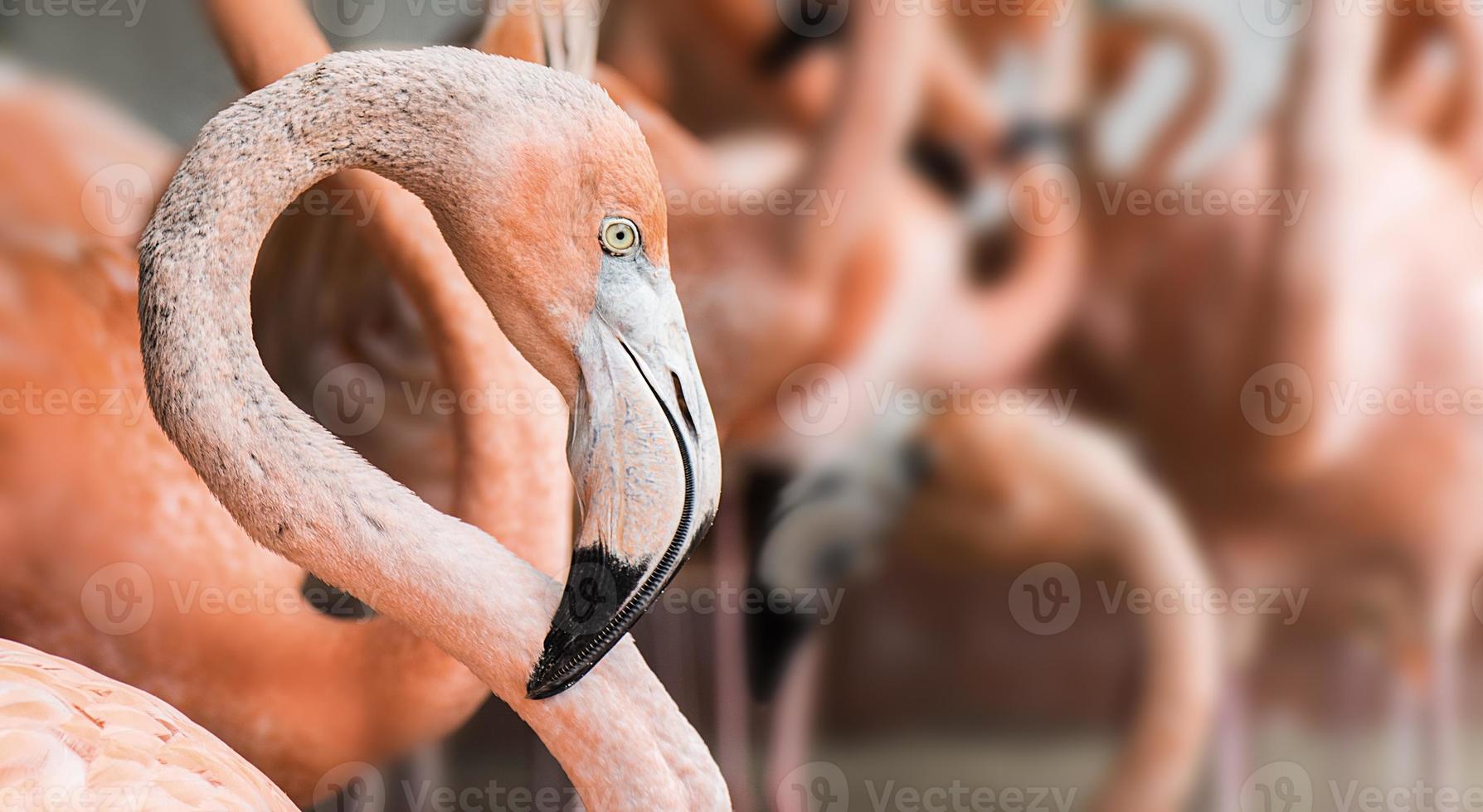 amerikanischer Flamingo foto