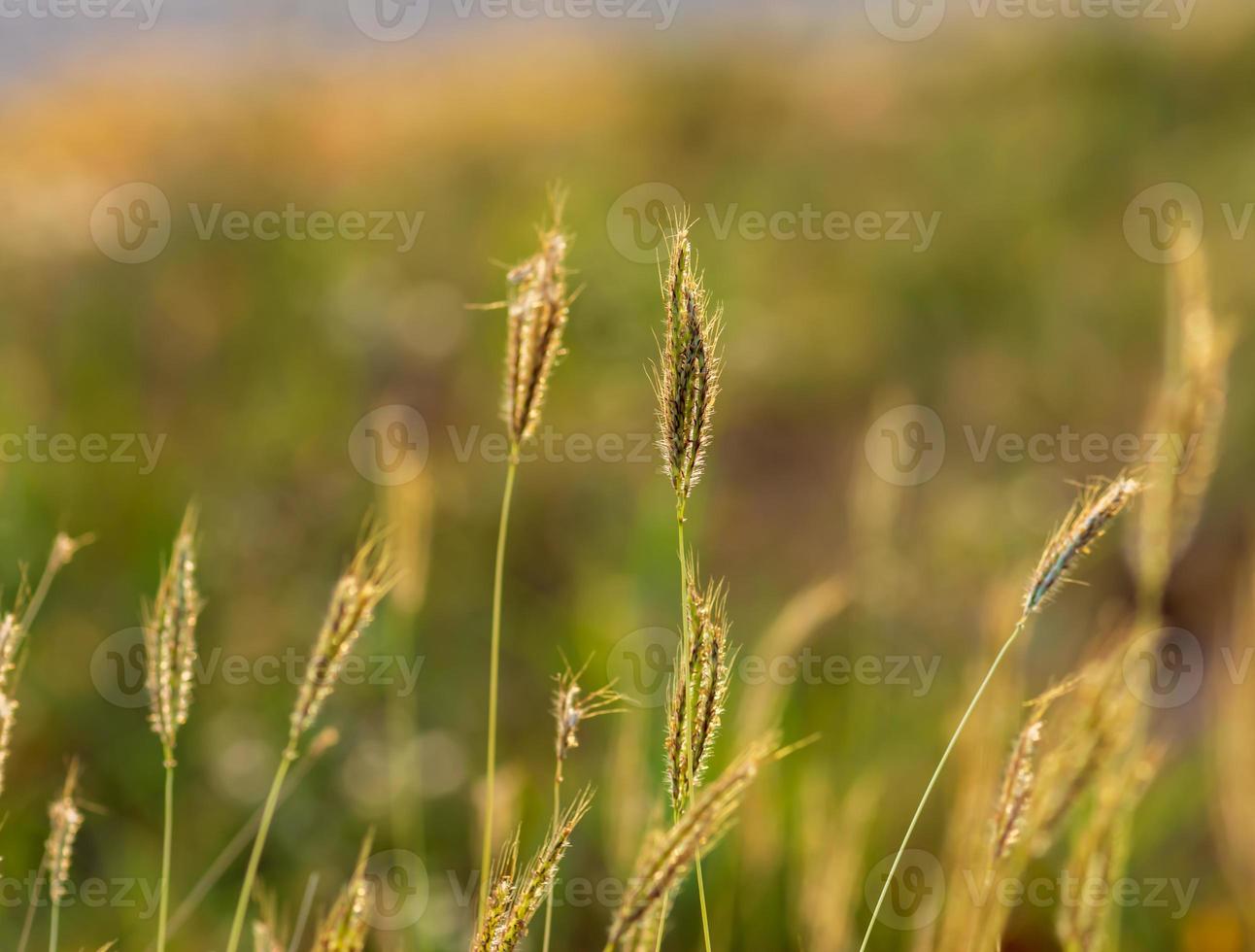 Grasblumen im Hinterhof im Sommer foto