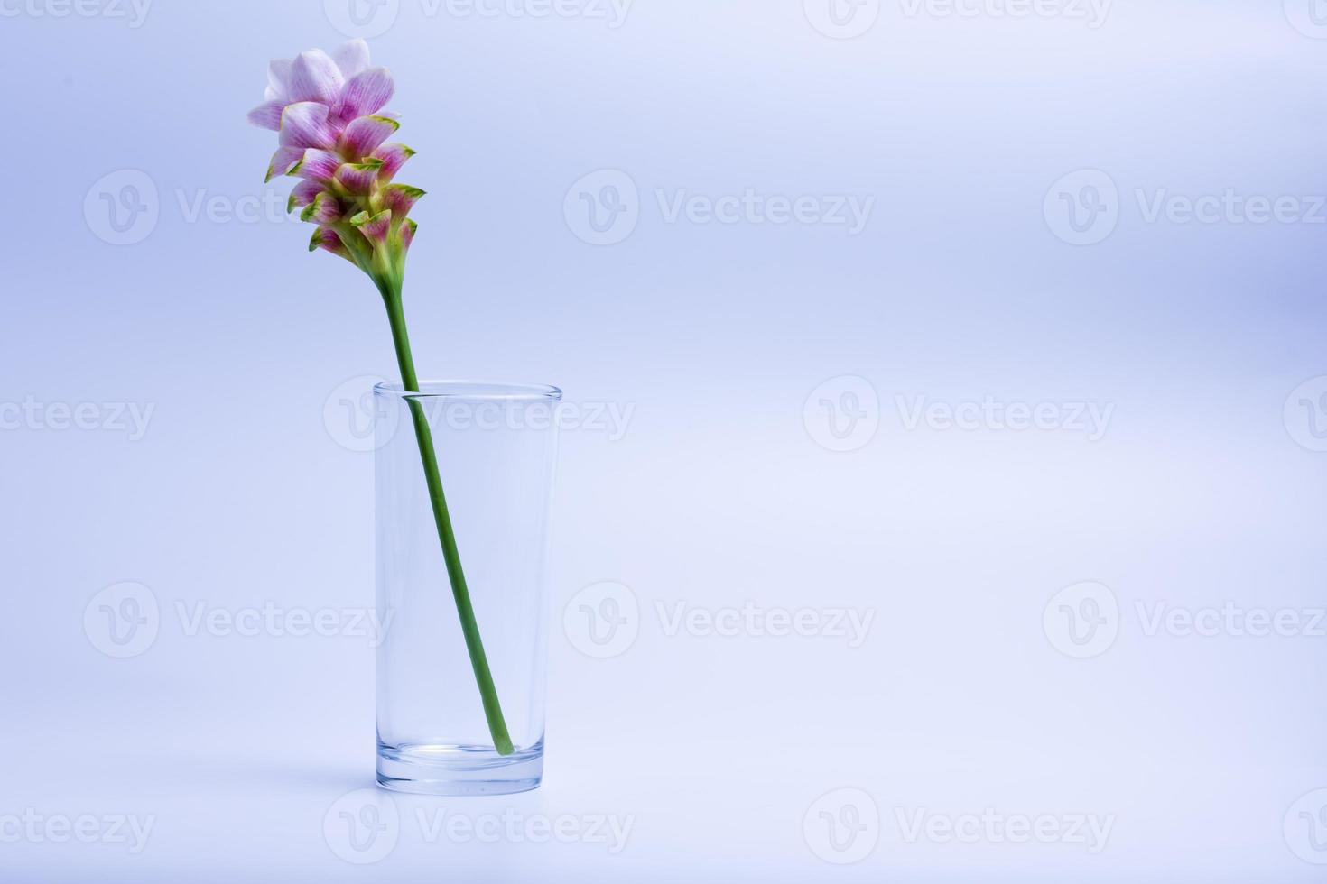 Siam-Tulpe in ein Glas geben foto