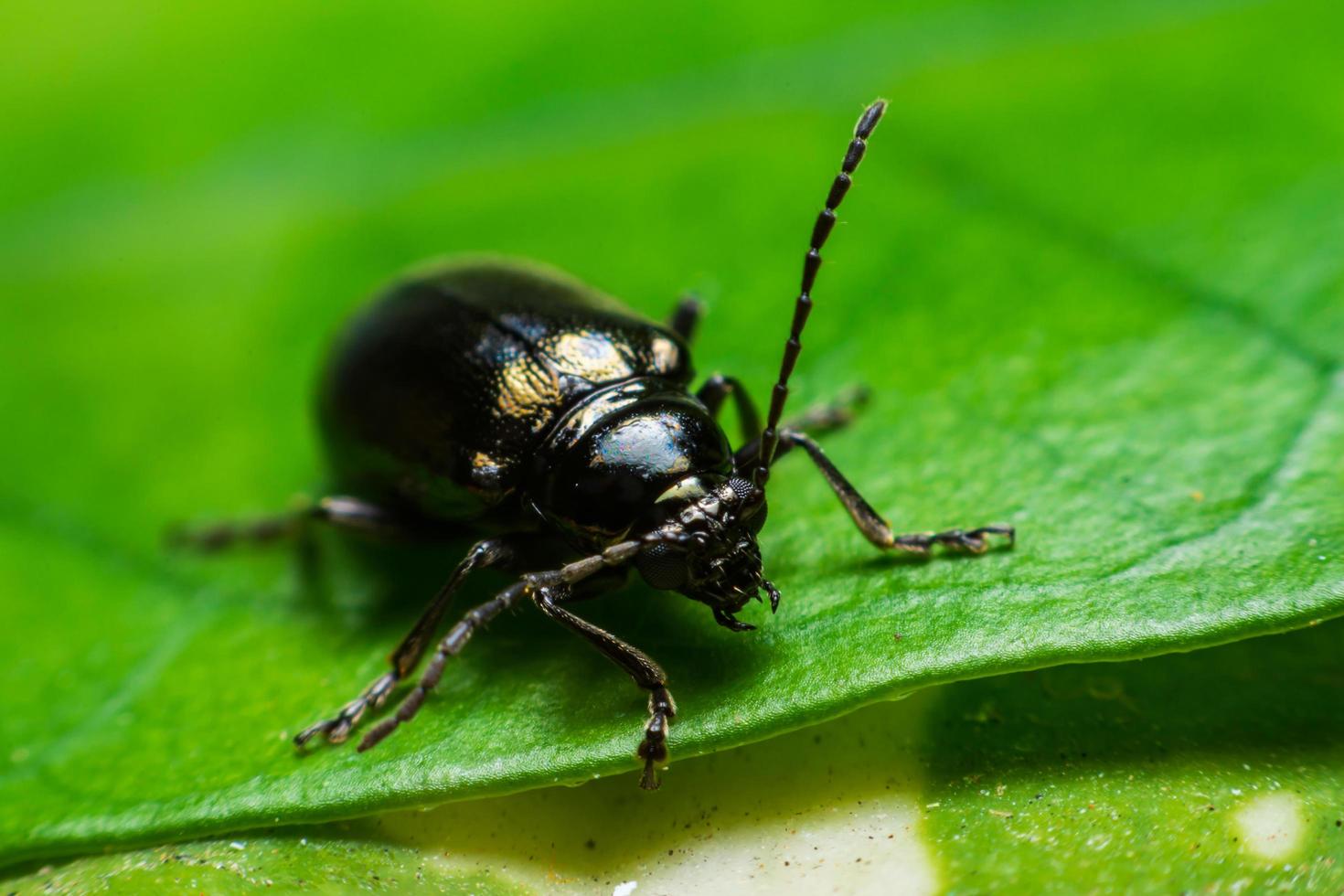 Käfer thront auf einem grünen Blatt. foto