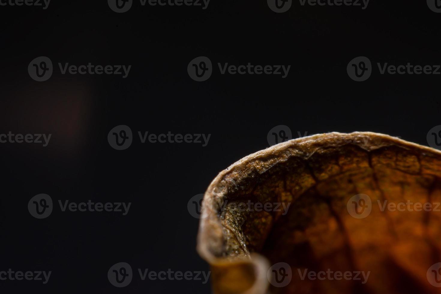 Schließen Sie die Ränder der getrockneten Blätter foto