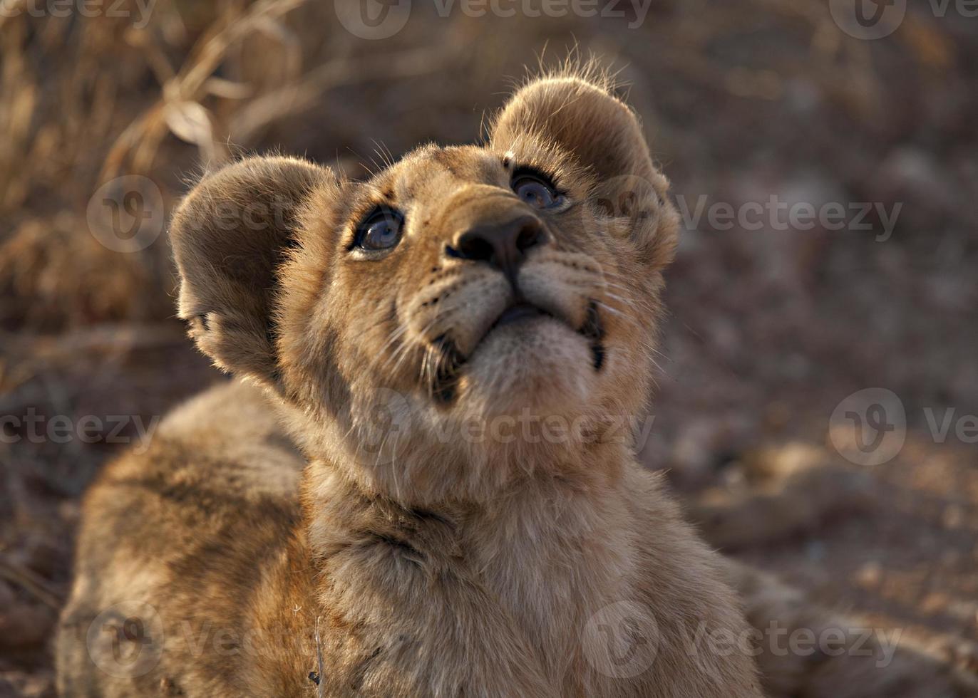 Löwenbaby (Panthera Leo) foto