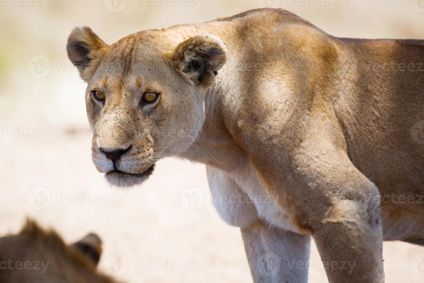 Löwe in Tansania foto