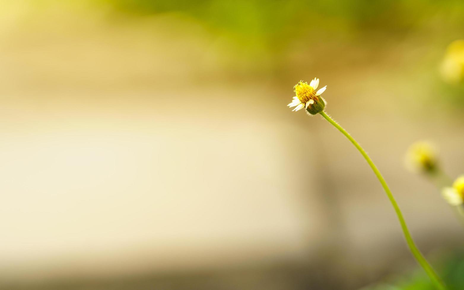 Nahaufnahme einer schönen weißen Mini-Blume mit gelbem Pollen unter Sonnenlicht mit Kopierraum unter Verwendung grüner natürlicher Pflanzenlandschaft als Hintergrund, Ökologie-Tapetenseitenkonzept. foto