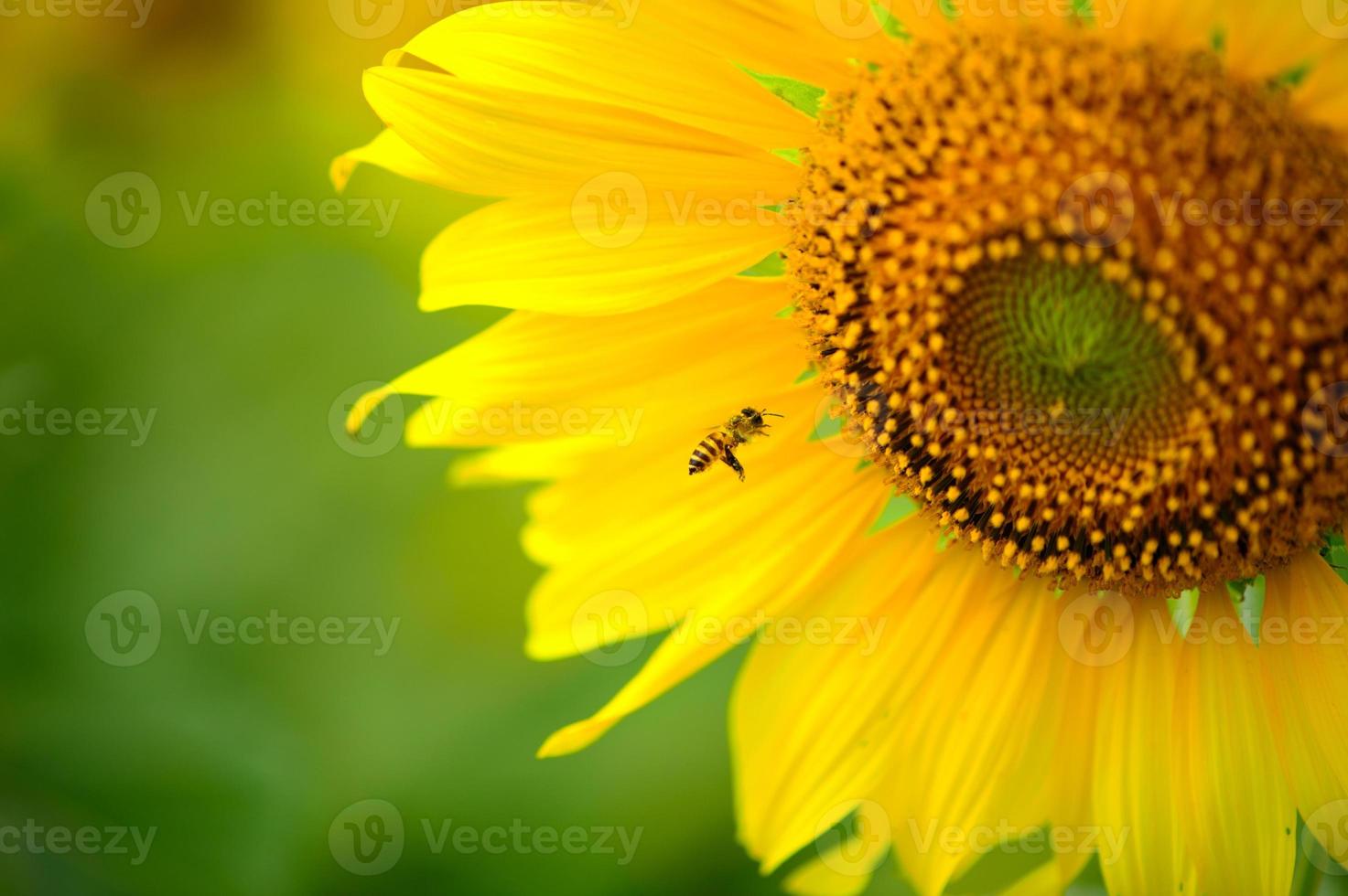 Biene und Sonnenblume foto