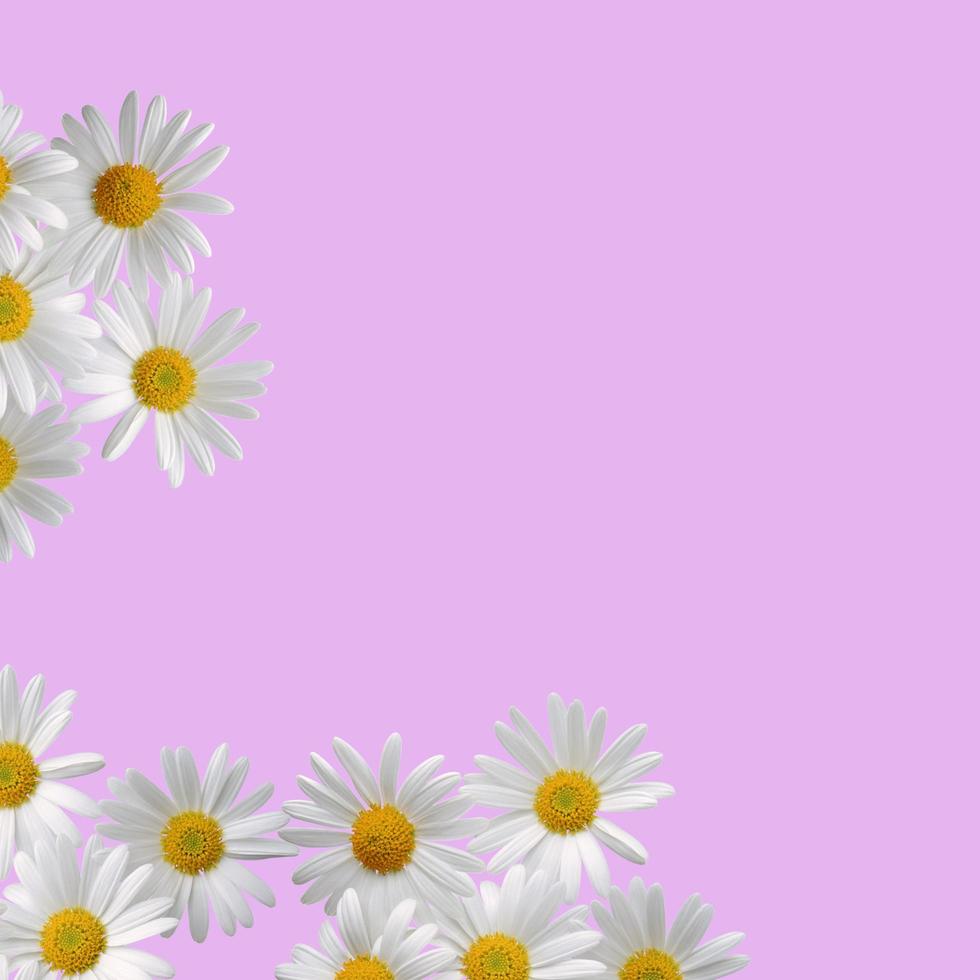 Kamillenblüten auf einem hellrosa Hintergrundrahmen foto