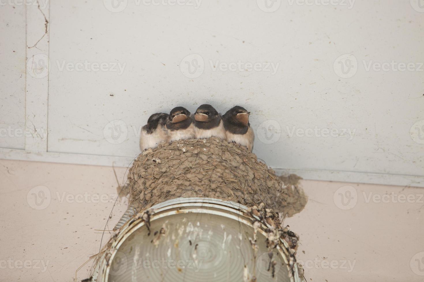 Eine Schwalbenfamilie sitzt in einem Nest, das Nest steht auf einer Straßenlaterne. foto