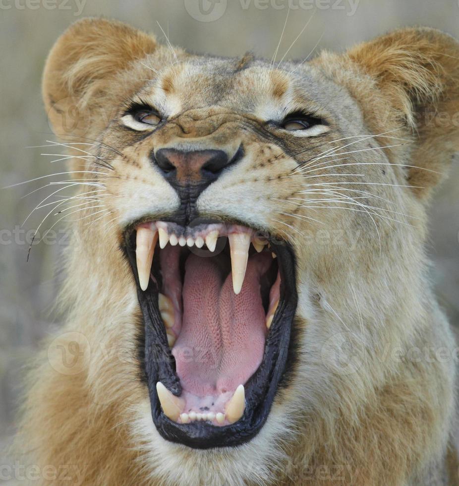 Löwin zeigt Zähne foto