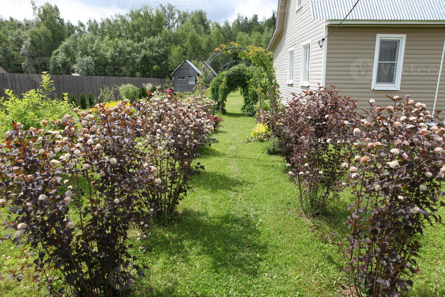 ein Gartengrundstück zur Erholung, mit schönen gelben und braunen Büschen, mit Traubenbögen und mit einem mit Abstellgleis ummantelten Haus, foto