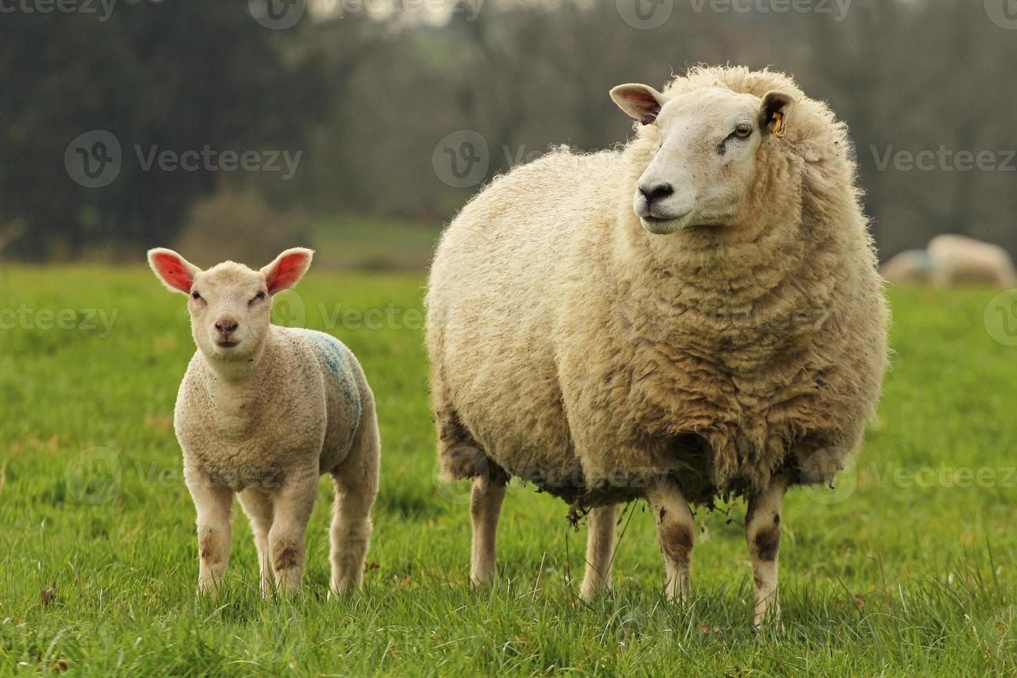 Schaf und Lamm, die im Grasfeld stehen foto