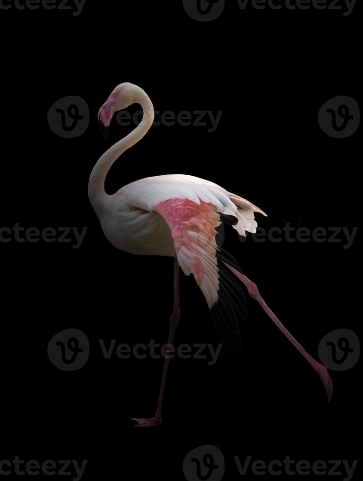 größerer Flamingo, der im Dunkeln steht foto