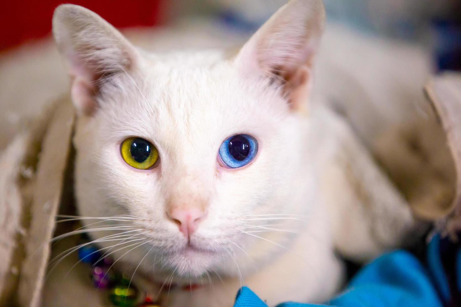 Eine schöne Hauskatze ruht in einem hellen, warmen Raum, eine graue Kurzhaarkatze mit grünen Augen, die die Kamera anschaut foto