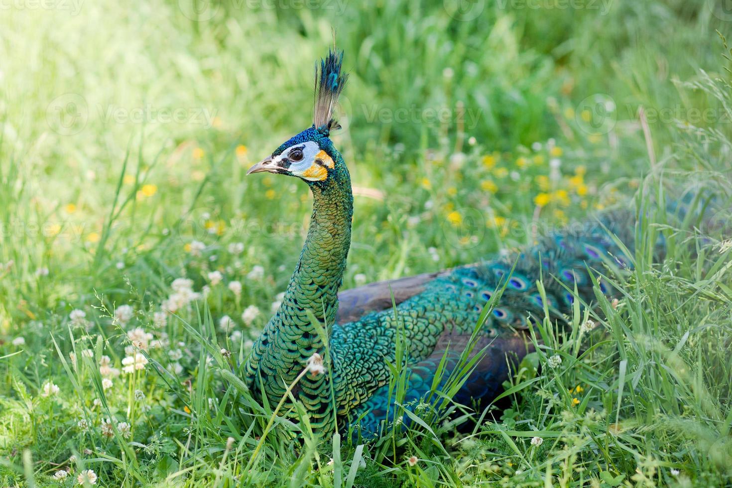 schöner mehrfarbiger Pfau, der auf grünem Gras liegt foto