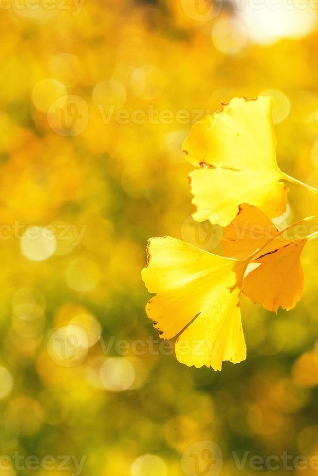 Designkonzept - schöner gelber Ginkgo, Ginkgo-Biloba-Baumblatt in der Herbstsaison an sonnigen Tagen mit Sonnenlicht, Nahaufnahme, Bokeh, verschwommener Hintergrund. foto