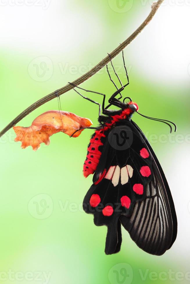 Schmetterlingswechsel Form der Puppe foto