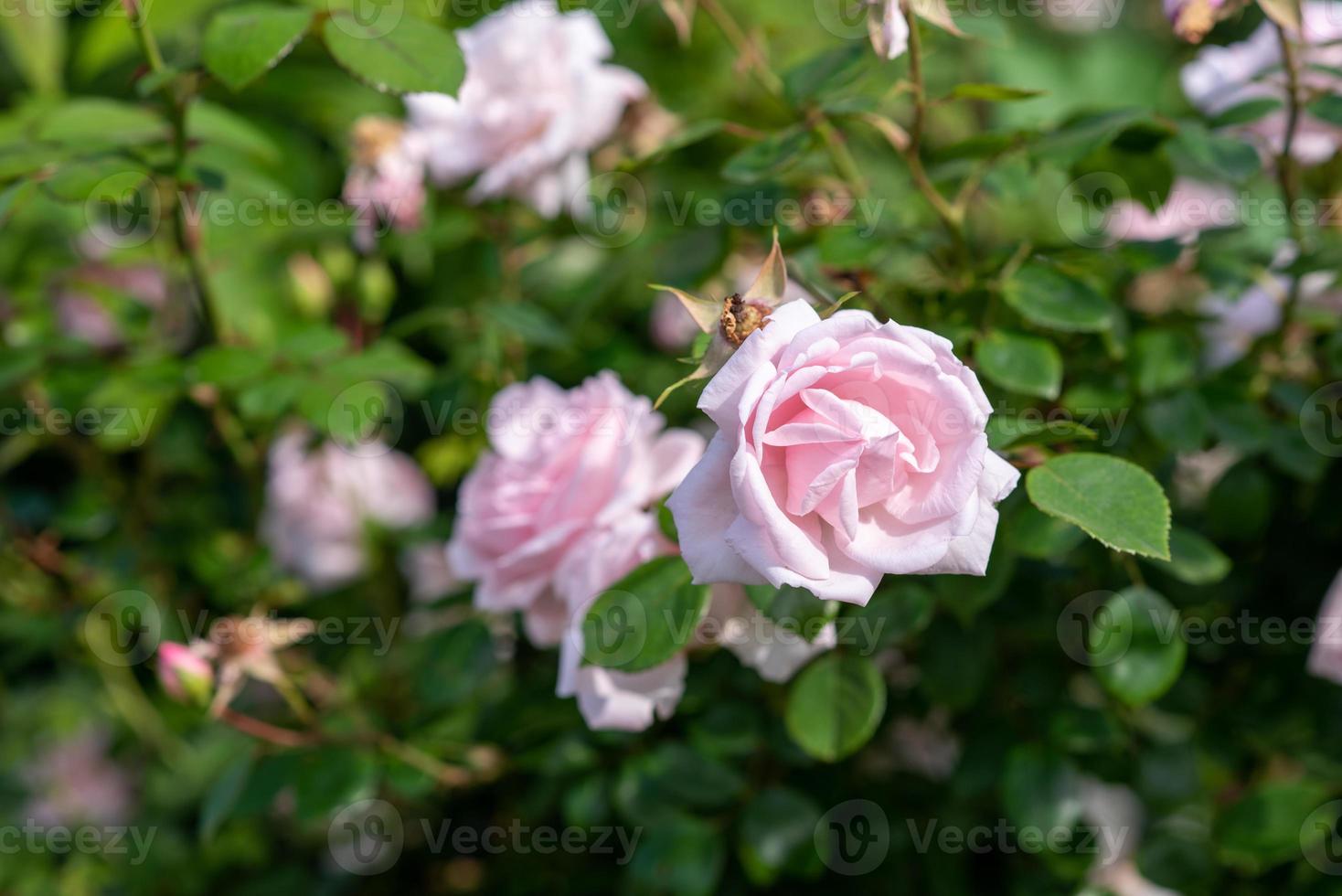 rosa Rosenbusch im Garten. foto